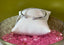 Kendra Scott Mini Elton Rhodium Metal Cuff Bracelet White CZ